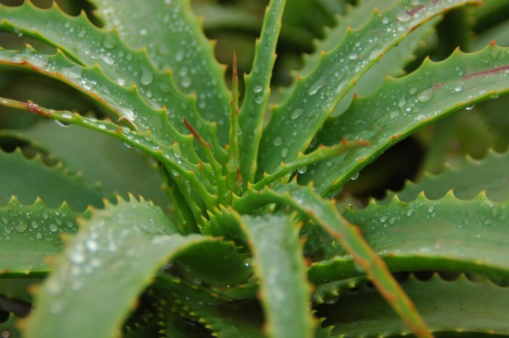 How to Plant Aloe Vera Without Roots