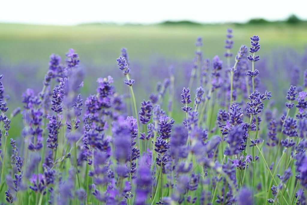 Natural Pharmacy
