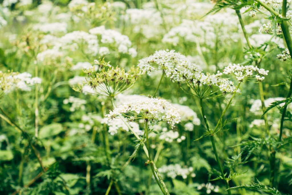 Natural Pharmacy